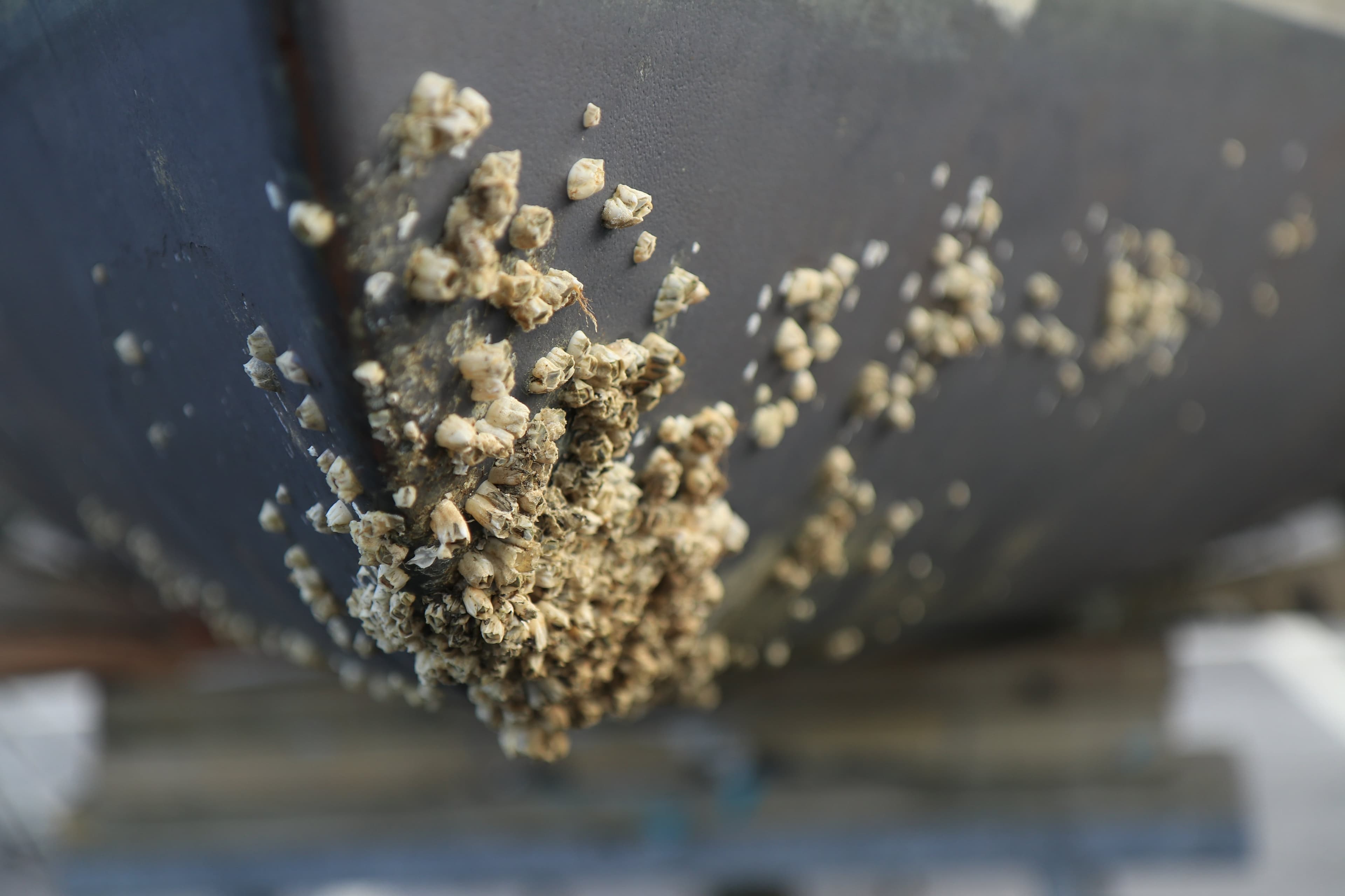 Marine Biofouling